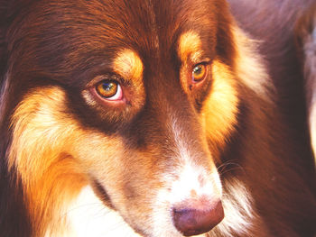 Close-up portrait of a dog