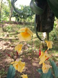 Close-up of yellow flowers growing on tree