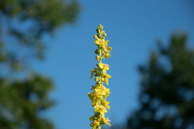 Close-up of yellow flowers