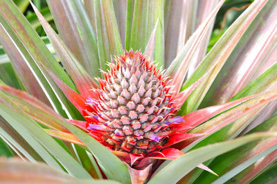 Close-up of red flowering plant