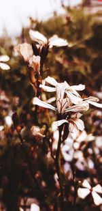 Close-up of wilted flower plant