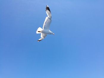 Low angle view of seagull flying