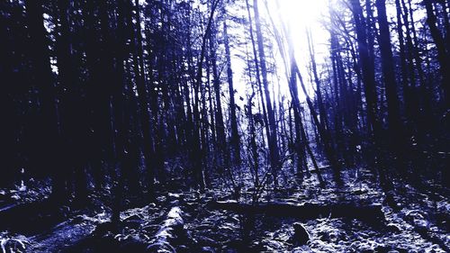 Low angle view of trees against sky