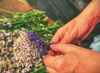 Woman hands binding lavender flowers with scissors and string. gathering a bouquet of lavender.