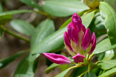 Close-up of pink rose flower