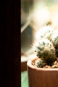 Close-up of potted plant