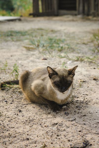 Portrait of cat lying on field