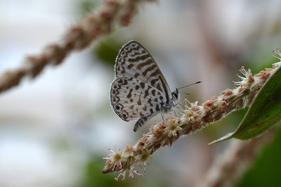 Close-up of butterfly