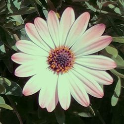 Close-up of white flower blooming outdoors