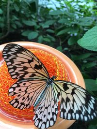 Close-up of butterfly on leaf