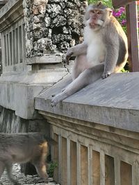 Close-up of monkey on wall