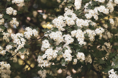 Close-up of white cherry blossoms in spring