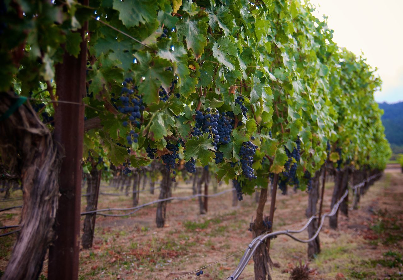 GRAPES GROWING IN VINEYARD