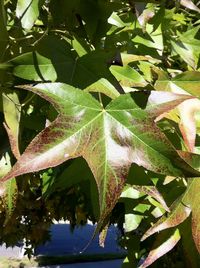 High angle view of leaves on tree