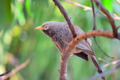 Close-up of bird perching on branch