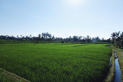 Scenic view of field against clear sky