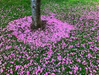 High angle view of pink flowering plants in park