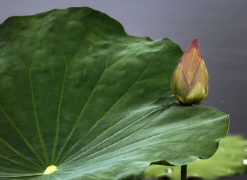 Close-up of lotus leaves on plant