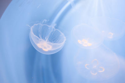 Close-up of jellyfish swimming in sea