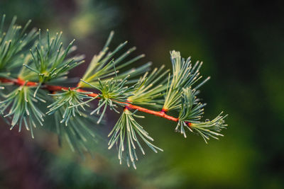 Close-up of pine tree leaves