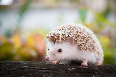 Close-up of hedgehog on wood