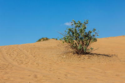 Desert landscape in the united arab emirates