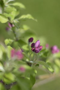 Close-up of purple flowering plant