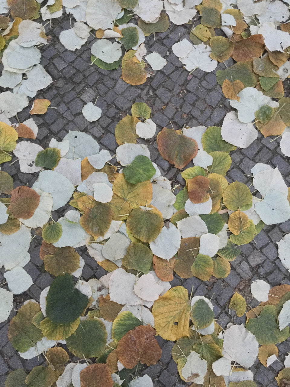 HIGH ANGLE VIEW OF MAPLE LEAF ON COBBLESTONE STREET