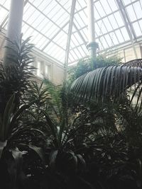 Plants growing in greenhouse