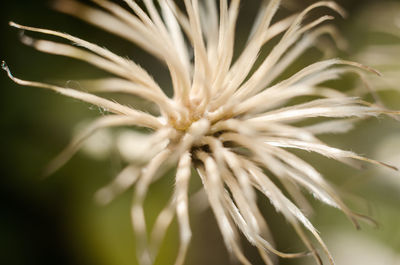 Close-up of flowering plant