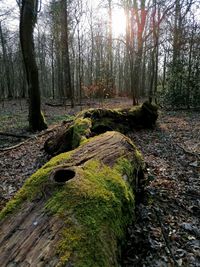 Trees in forest