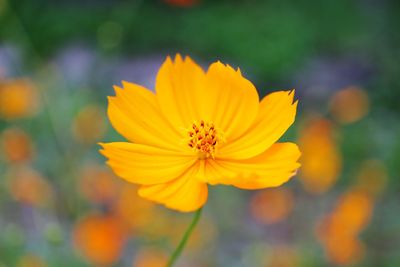 Close-up of yellow cosmos flower