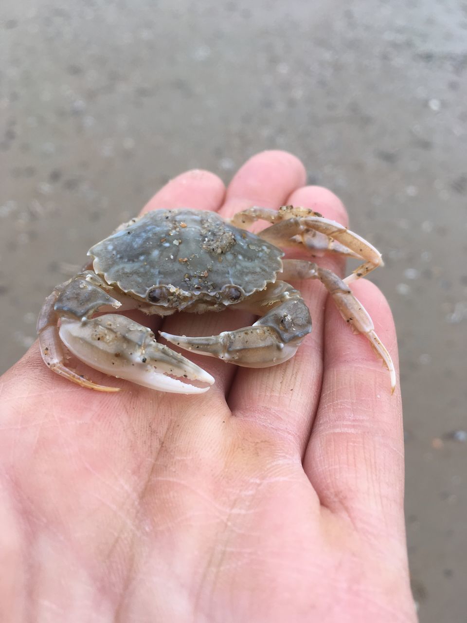 CLOSE-UP OF HAND HOLDING CRAB ON BEACH