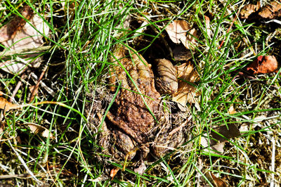 High angle view of snake on field