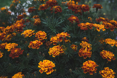 High angle view of orange flowers