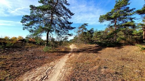 Dirt road amidst trees against sky