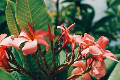 Close-up of flowers blooming outdoors