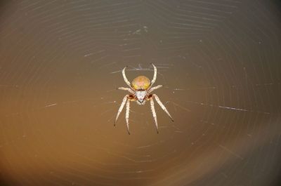 Close-up of spider and web