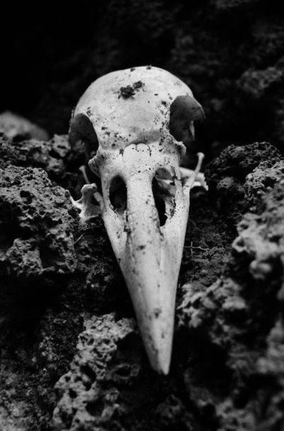 close-up, focus on foreground, beach, part of, person, stone - object, sand, dirty, day, outdoors, death, seashell, rock - object, art and craft, abandoned, stone, selective focus