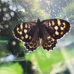 Close-up of butterfly on leaf