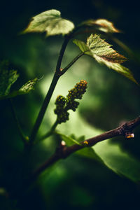 Close-up of fresh green plant