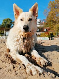 Portrait of dog sitting on land