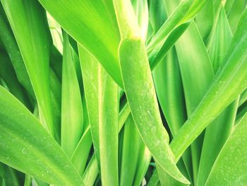 Full frame shot of plant