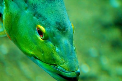 Close-up of green fish in aquarium