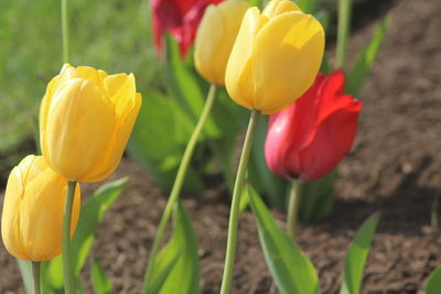 Close-up of yellow flowers