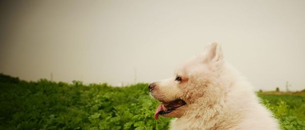 Close-up of dog sticking out tongue against sky