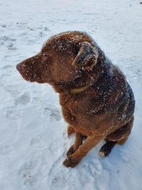 Close-up of a dog in snow