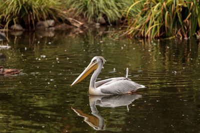 Pelican swimming in lake