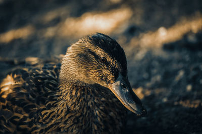 Close-up of duck