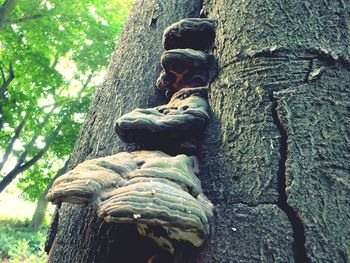 Trees in the forest